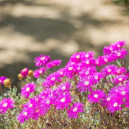 Oasis By Abahana * Кальпе